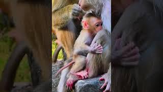 Hak Han MDJ Enjoy Watching Abandon Baby Monkey - Daily Wildlife Monkey #Lucie #Leo #Rainbow #Jovi