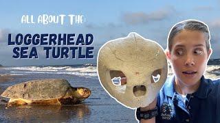 The LOGGERHEAD Sea Turtle | Size, Diet, Nesting