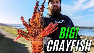 BIG CRAYFISH & ABALONE CATCH & COOK - On Van Diemens Lands Wild West Coast!