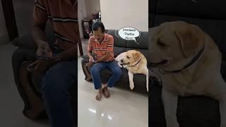 Chottu with Thatha.Soli mudinchu #dogshorts #trending #vjsiddhu #pets #funny #pets #doglover #puppy