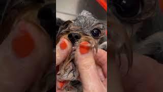 Tiny Yorkie puppy bath ASMR  #jessronagrooming #dogasmr #puppyasmr #yorkshireterrier #doggrooming