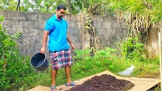 A Cardboard Garden! New No-dig Garden Space! | Gardening in Trinidad and Tobago