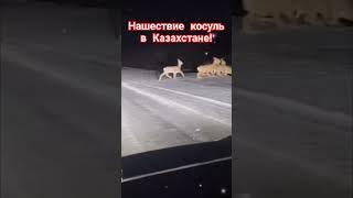 Очень странное поведение животных в Казахстане.