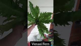 Fern varieties|Indoor Plants |Fern|Fern varieties |outdoor|green|petals|Online|Online plants sale|