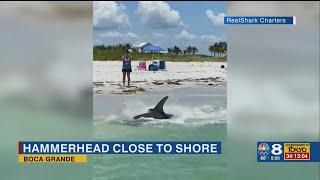 VIDEO: Hammerhead shark beaches after being attacked by pair of bull sharks