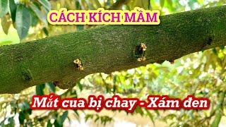 Tại sao sầu riêng nhú mắt cua thì bị đen lại, chay mầm? Giải pháp khắc phục.