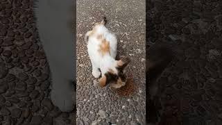 Hewan yang akan menolong kita di akhirat"apakah kucing