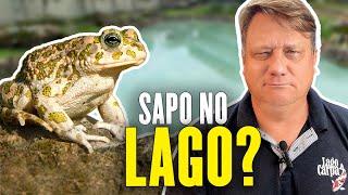 Sr. Lago Carpa responde suas dúvidas sobre lagos ornamentais!