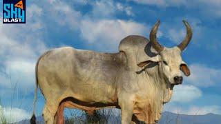 Most interesting and unique species  of Cow ( Zebu)