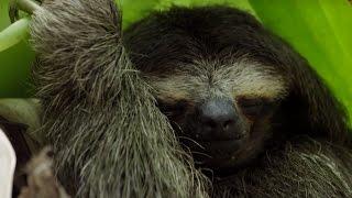 Life as a Pygmy Sloth | Planet Earth II | BBC Earth