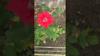 #수국의 찻집  #민지