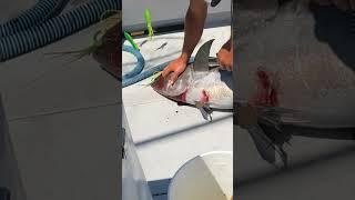 Most Humane Way To Kill A Tuna: Best For Fish & Preserves Meat #shorts