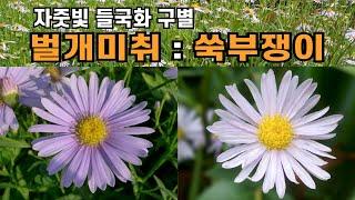 자줏빛 들국화 벌개미취와 쑥부쟁이 구별