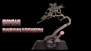 INSPIRASI BONSAI LEGUNDI JUARA