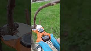 ОБРЕЗКА ЯБЛОНИ ХАНИ КРИСП #обрезка #сад
