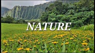 Relaxing Meadow with Ambient Nature, Wild Flowers, Mountain View | The Happsters