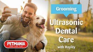 Ultrasonic Tooth Brushing at Petmania Grooming Studios with Hayley Ryan