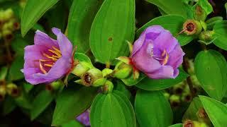 芳草芊芊-金門植物生態紀實-44秒│金門國家公園│Kinmen National Park