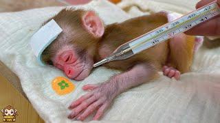 Baby monkey Yumy suddenly sick makes nanny so worry