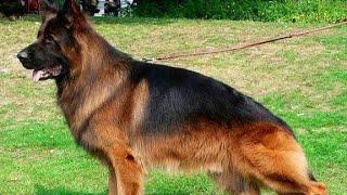 Top Quality Double Coat German Shepherd Adult Male Available For Sale In Jharkhand||GermanShepherd
