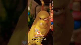 #pets #birds #budiges #parakeet #милота #parrot #youtubeshorts #cute #funny #subscribe #like #video