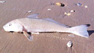 Fishing the Grand Strand Myrtle Beach South Carolina, Part 2