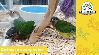 Baby Green Cheek Conures | Victorian Bird Co