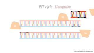 What is a primer dimer - Simple Animated - HD - PCR problems
