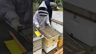 Bee Keeping on the Farm