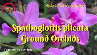 Spathoglottis plicata / Ground Orchids