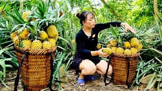 Harvesting pineapples for sale, weeding gardens abandoned for a long time - Bàn Thị Ta