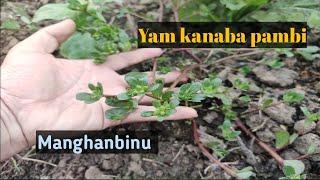 Yam kanaba pambini thengnaradi manghanbiganu|| Medicinal herb||Manipur