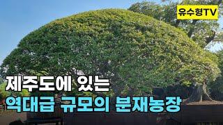 국내 최대 규모의 분재농장-제주 삼다인 농장