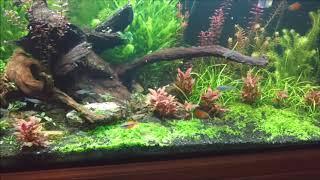 New canister filter in the 180 Aquascape