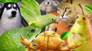 lemon crab & penguin dog & potato cat & salad parrot & pear rat & carrot rabbit & avocado frog