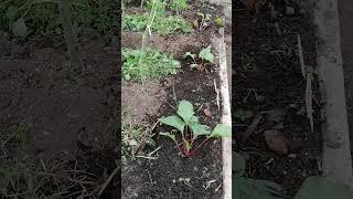Как получить ранний урожай свеклы.