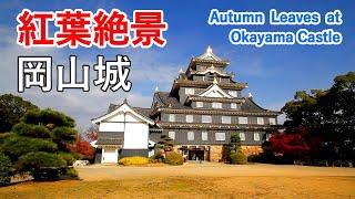 Spectacular Autumn Leaves at Okayama Castle and Okayama Korakuen Garden!