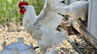 How to Breed Chickens | My American Bresse breeding Program