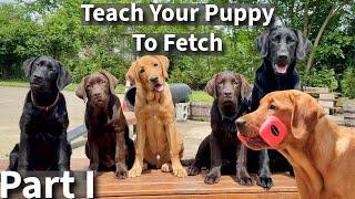 Teach Your Puppy To Fetch Part One| Labrador Retriever Puppy Training Session