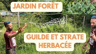 Exploration chez Rémi Kulik : Guildes et strate herbacée, légumes perpétuelles...