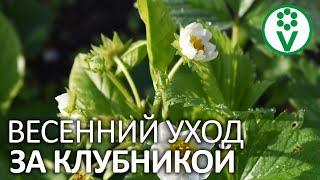 ОБЯЗАТЕЛЬНЫЙ УХОД ЗА КЛУБНИКОЙ ДО ЦВЕТЕНИЯ. Подкормки и обработки клубники весной