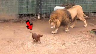 Lion cub grew up with dog from childhood and now they are inseparable