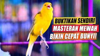 Ini baru masteran KENARI cengkok mewah durasi panjang bikin kenari PAUD & BAHAN Ngeriwik cepat gacor