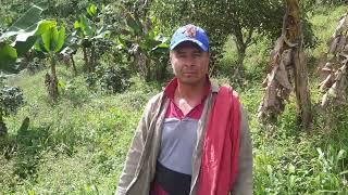 MANTENIMIENTO DE FINCA CAFETERA ¡Así encontramos el cafetal lleno de maleza! 