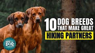 Top 10 Dog Breeds That Make Great Hiking Partners