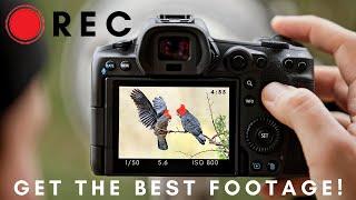 Filming Wildlife & Birds | Get the BEST Footage with these Tips!