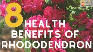 8 Unbelievable Health Benefits of Rhododendron