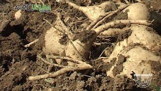 AgriCULTURA VENETA - 08/10/2016 - PATATE DOLCI