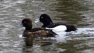 Polák chocholačka (Aythya fuligula), Tufted duck, Хохлатая чернеть, Reiherente, Czernica