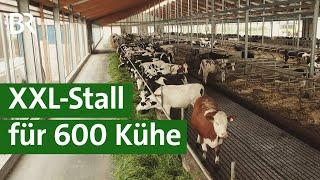 XXL-Kuhstall in Franken - Tierwohlstall oder Massentierhaltung? | Unser Land | BR Fernsehen